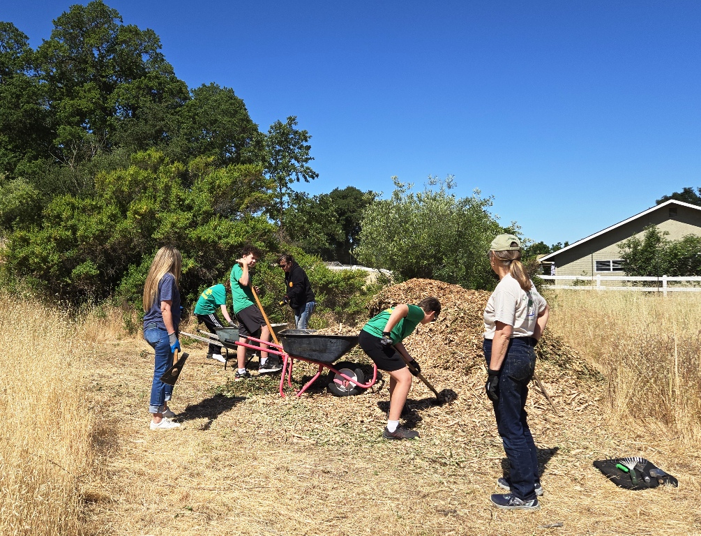 Loading wheelbarrows with mulch